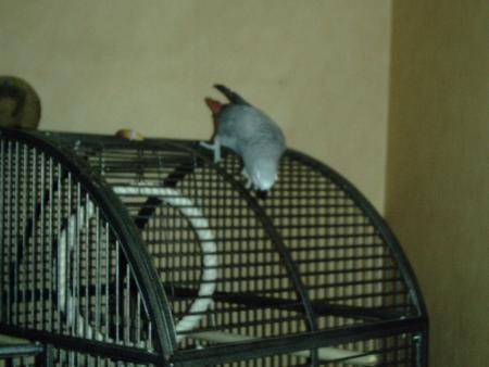 mon coco